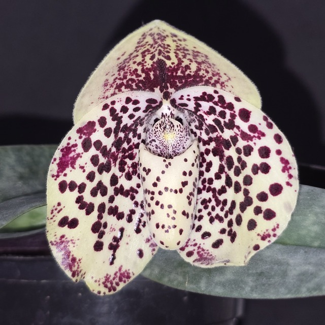 Paph orchid
