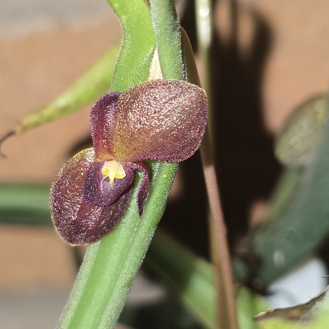 Pleurothallid orchid